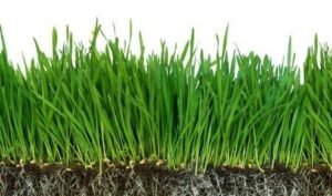 lawn care
