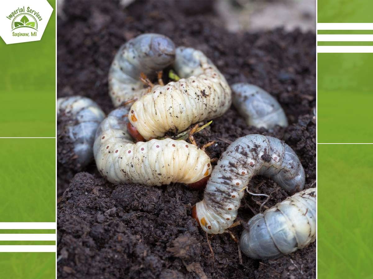 Grub Control Near Me Saginaw MI