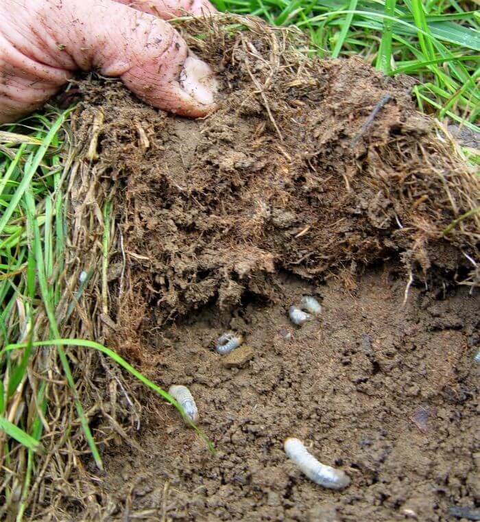 How to Check Your Lawn for Grubs