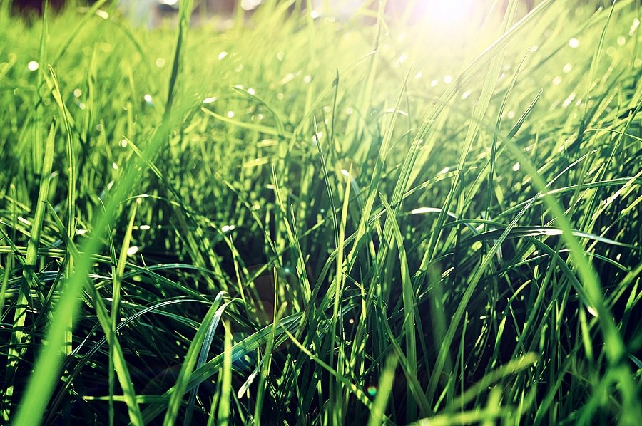 Protect Your Lawn with Professional Grub Control