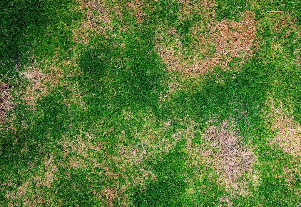 Signs of Grub Damage