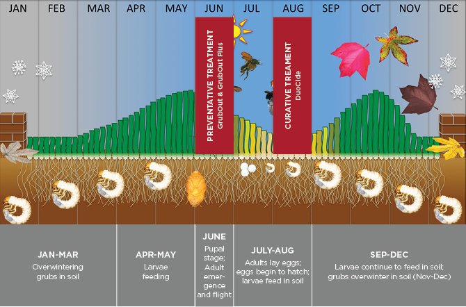 Understanding the Grub Life Cycle